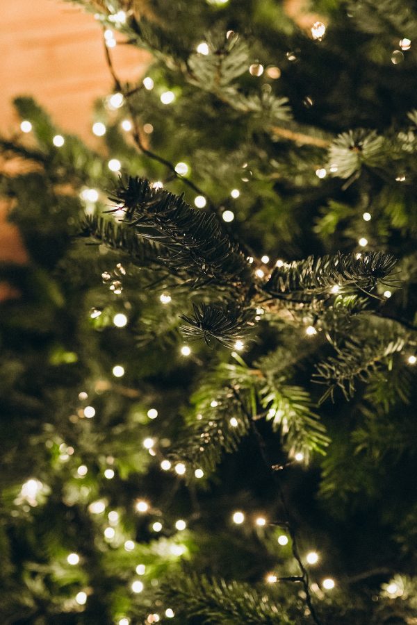 Christmas tree branches. Fir tree decorations